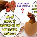 Trứng gà có trước hay gà có trước